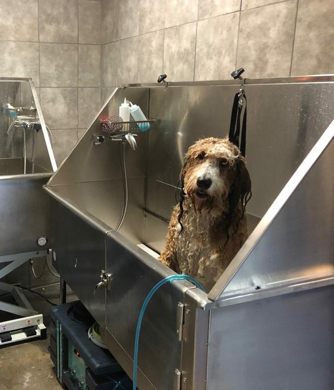 Pictures for Didde and Judith’s Pet Grooming in Redmond, WA 98053